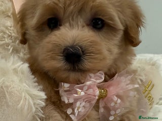 Maltipoo dogs - Advert 3
