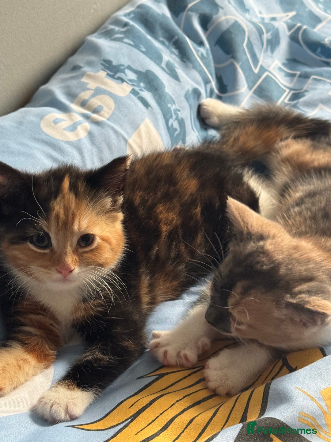 Mixed Breed cats for sale: Nebu/nova and luna(mother) - Advert 5
