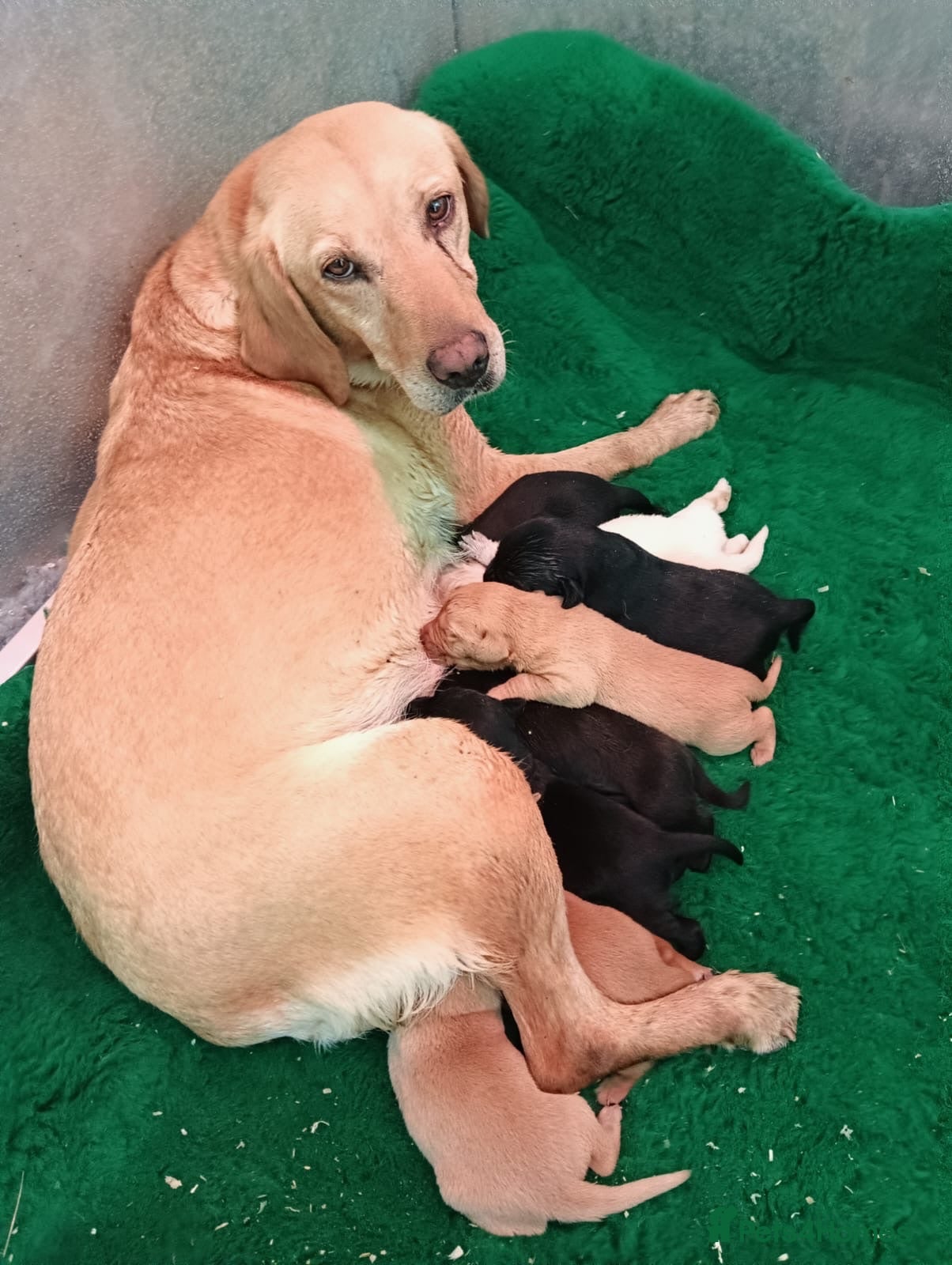Labrador Retriever dogs Beautiful Labrador Puppies — Loving Family Home - Advert 1