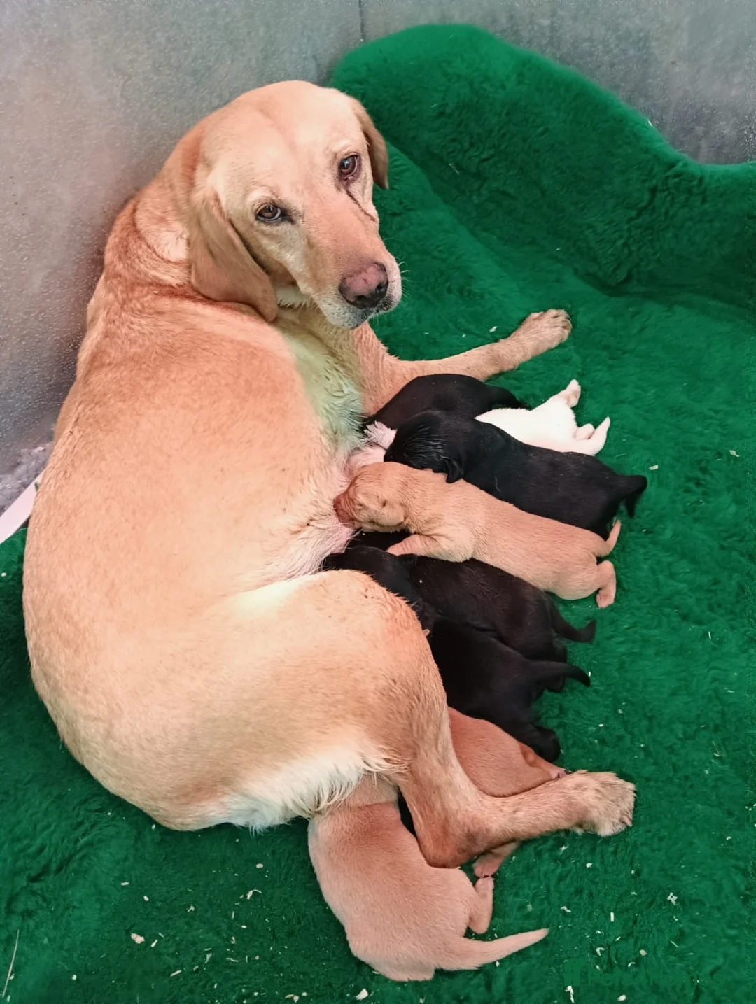Labrador Retriever dogs for sale: Beautiful Labrador Puppies — Loving Family Home in Hayle - Advert 1
