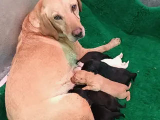 Labrador Retriever dogs Beautiful Labrador Puppies — Loving Family Home - Advert 1