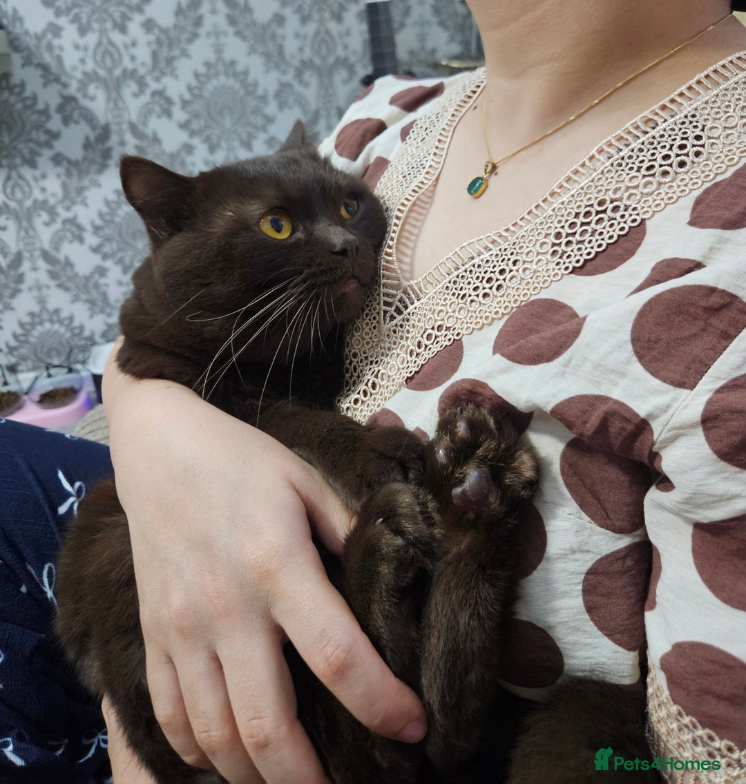 British Shorthair cats for stud: STUNNING CHOCOLATE BSH (GCCF) for stud - Image 6