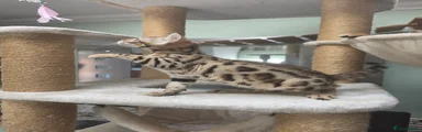 Bengal 3