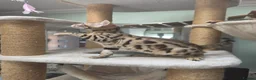 Bengal cats for sale: TICA REGISTERED BROWN ROSETTED BENGAL KITTENS  - Advert 26