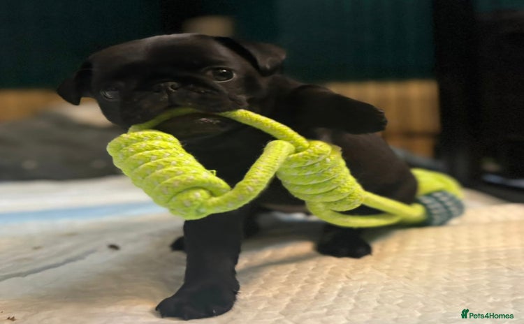 Pug dogs - Advert 1