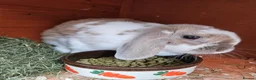 Mini Lop rabbits for sale: Mother & Bunnie for sale together  - Advert 7