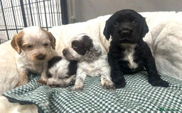 Cocker Spaniel dogs for sale: Beautiful KC Roan Working Type Cocker Puppies - Image 3