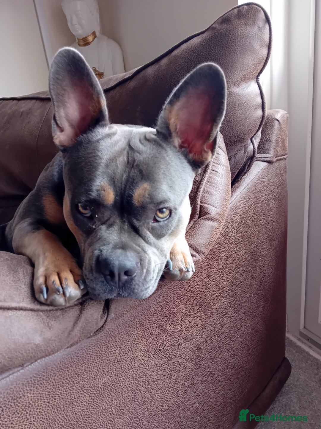 Mixed Breed dogs for sale: Staffy + frenchie  - Image 1