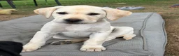 Labrador Retriever dogs for sale: 1 boy available  - Advert 5