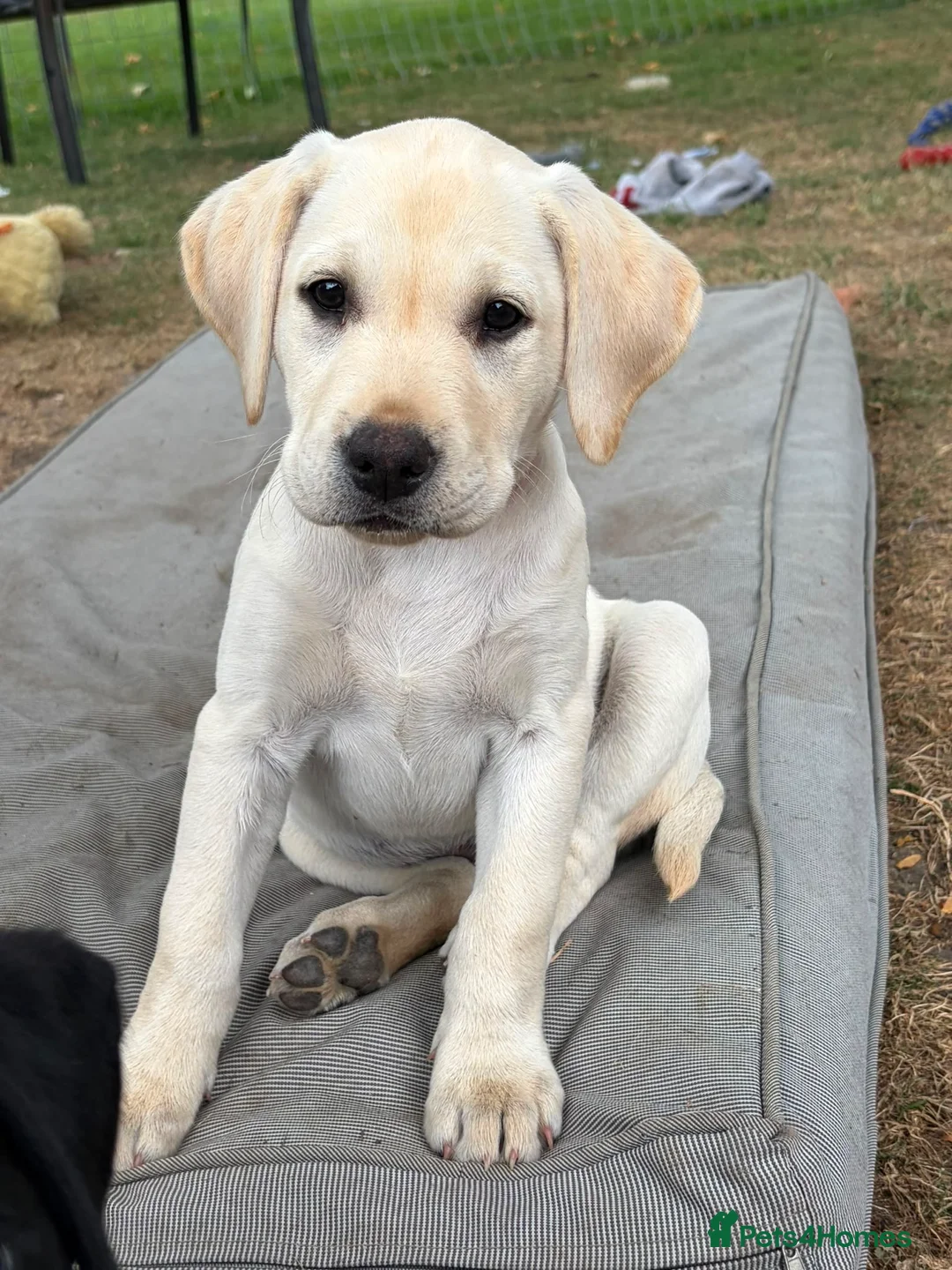 Labrador Retriever dogs for sale: 1 boy available  - Advert 5