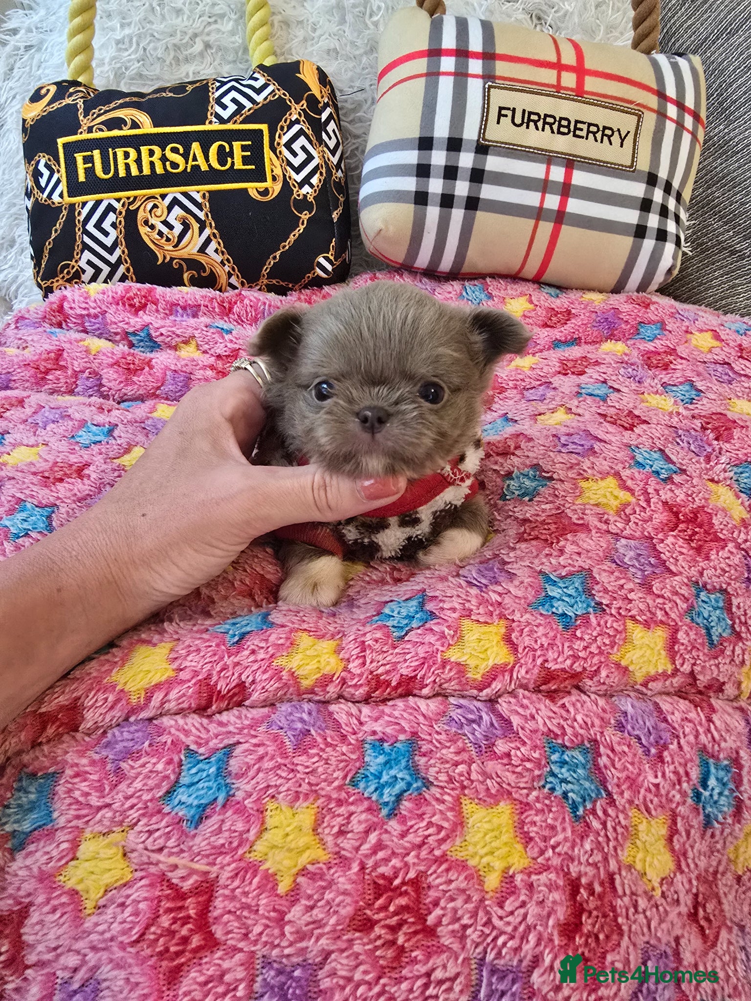 Chihuahua dogs for sale: Xx stunning kc chihuahua longcoat puppies Xx - Advert 9