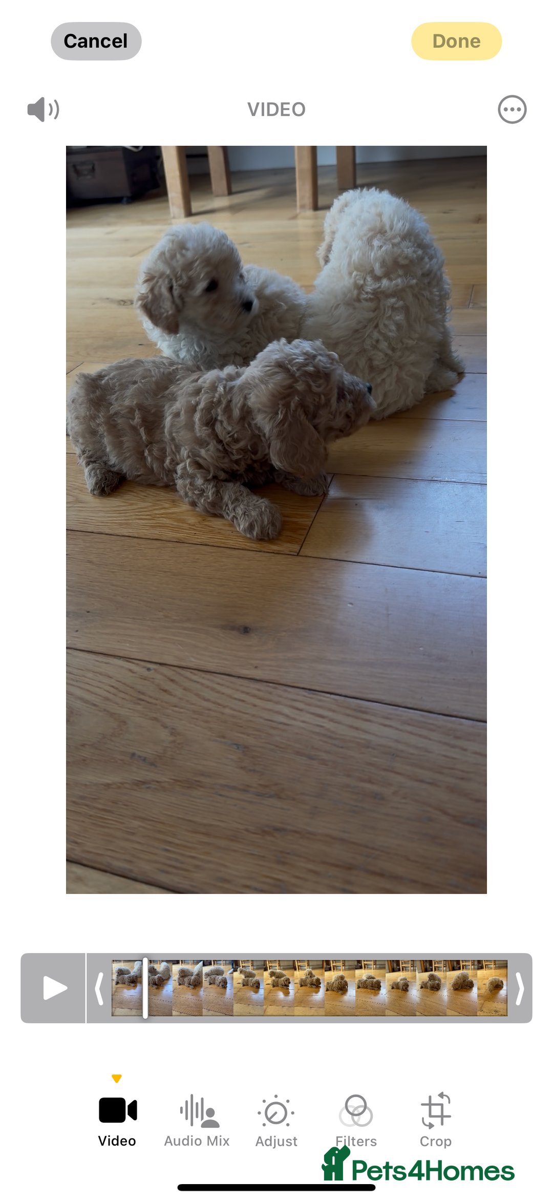 Poochon dogs for sale: Tiny farm bred teddy bear bundles of fun !  - Image 32