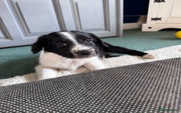 Sprollie dogs for sale: 3 beautiful sprollie pups - Image 14