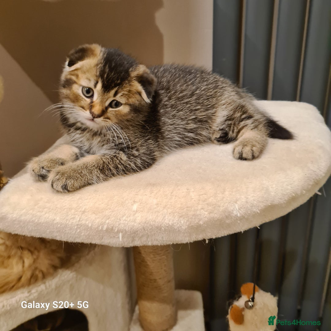 Scottish Fold cats for sale: Scottish fold/straight looking for home  - Image 22