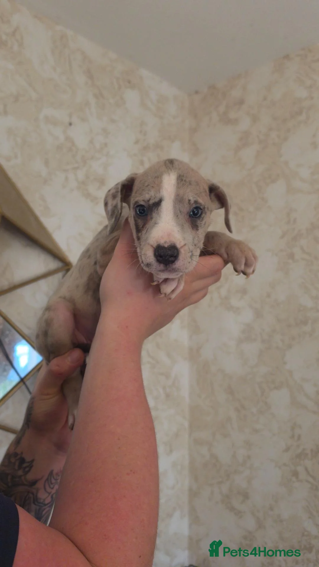 Mixed Breed dogs for sale: Staffy x American bulldog  - Advert 2