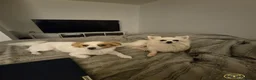 Mixed Breed dogs for sale: Bella- Chihuahua x Papillion (Female) in Liverpool - Advert 5