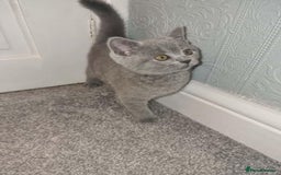 British Shorthair cats for sale: 3 beautiful bsh female kittens available  - Image 13