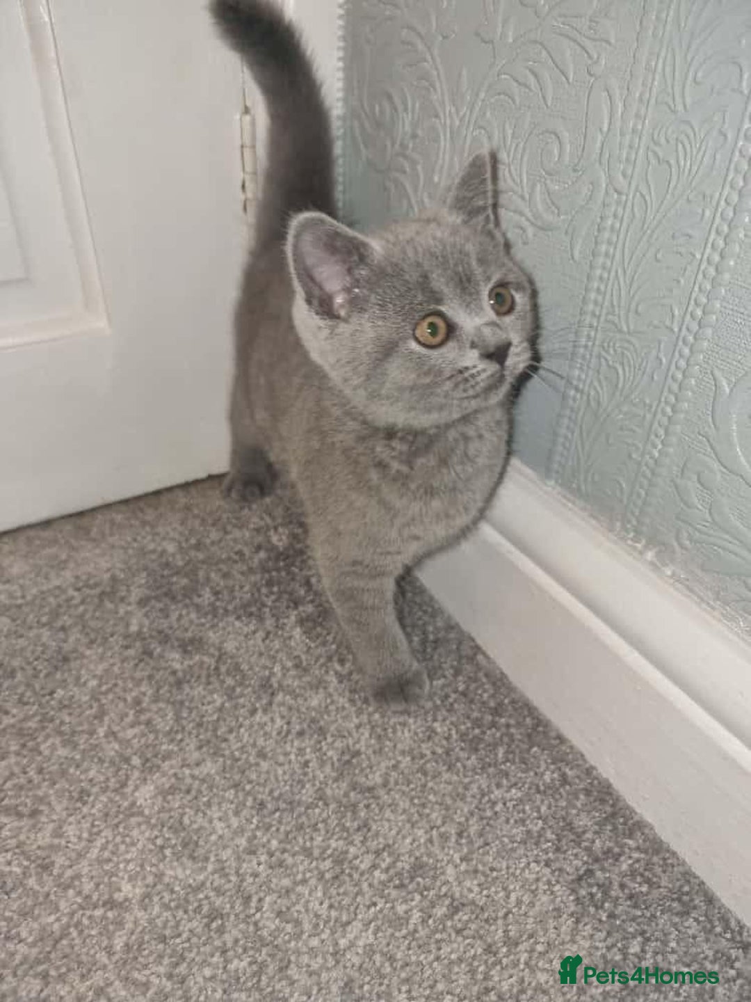 British Shorthair cats for sale: 3 beautiful bsh female kittens available  - Image 13