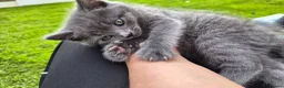 British Shorthair cats for sale: Beautiful British Shorthair Cross Kittens - Advert 25