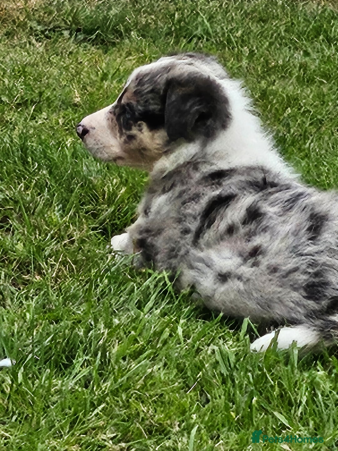 Border Collie dogs for sale: Unique blue eyed blue merle border collie puppies - Image 29