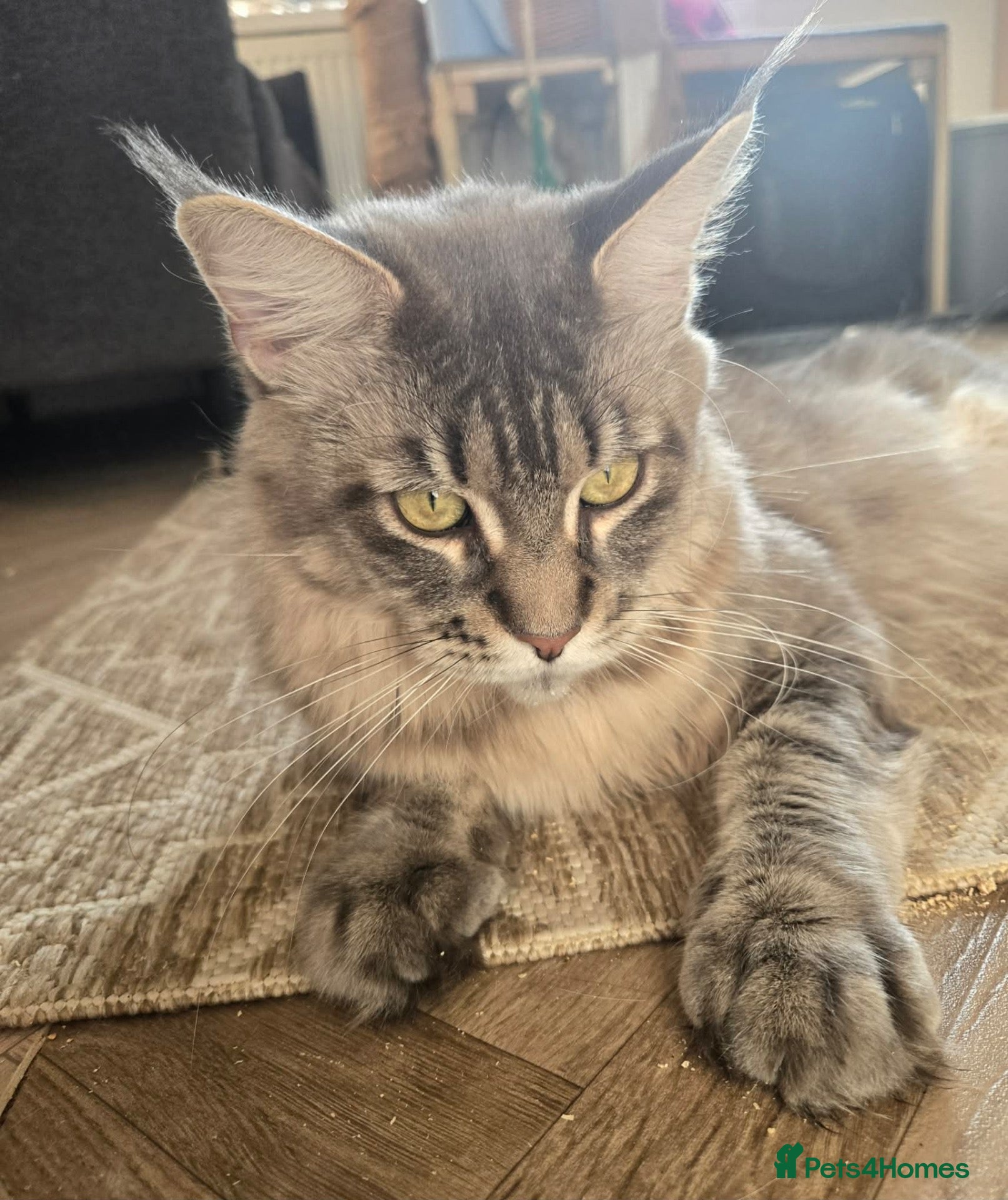 Maine Coon cats Pinky is looking for forever home. - Advert 1