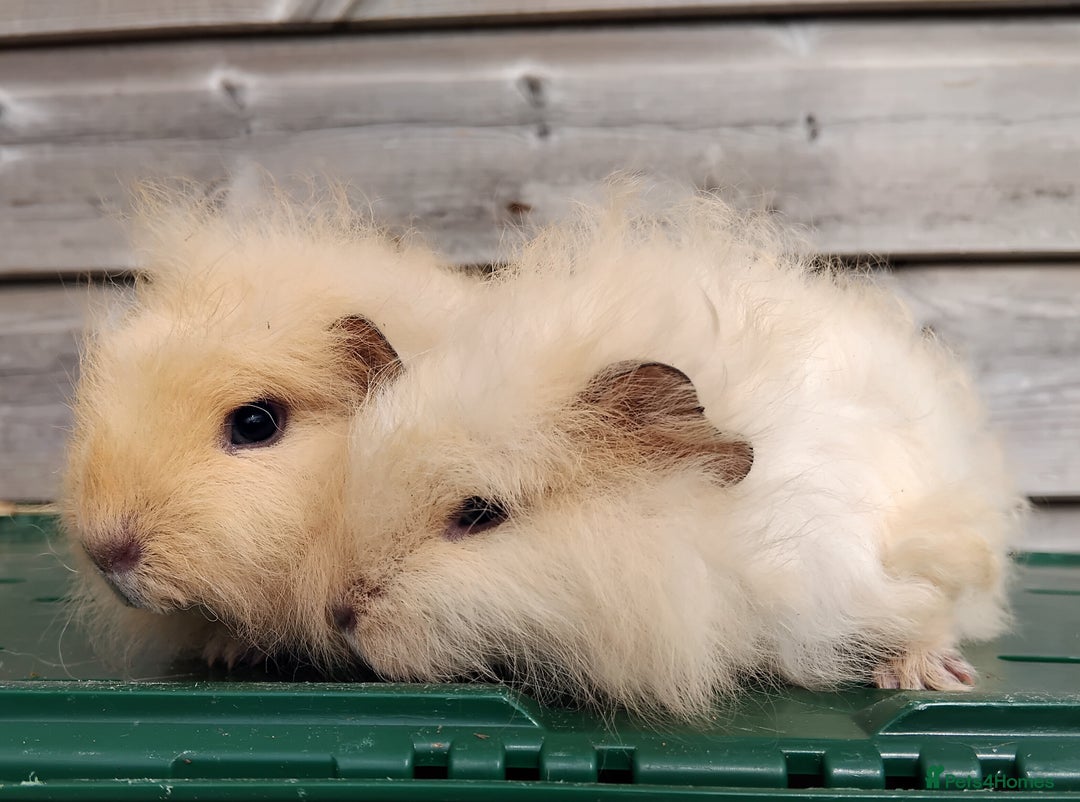 Guinea Pig rodents for sale: Swiss, Dalmation, Self, Baby Boars. - Image 5