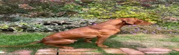 Hungarian Vizsla dogs for sale: 18 month old make vizsla for rehome - Advert 2
