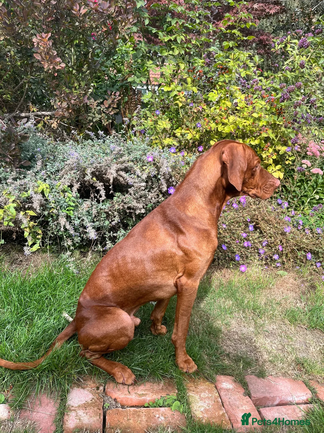 Hungarian Vizsla dogs for sale: 18 month old make vizsla for rehome - Advert 2