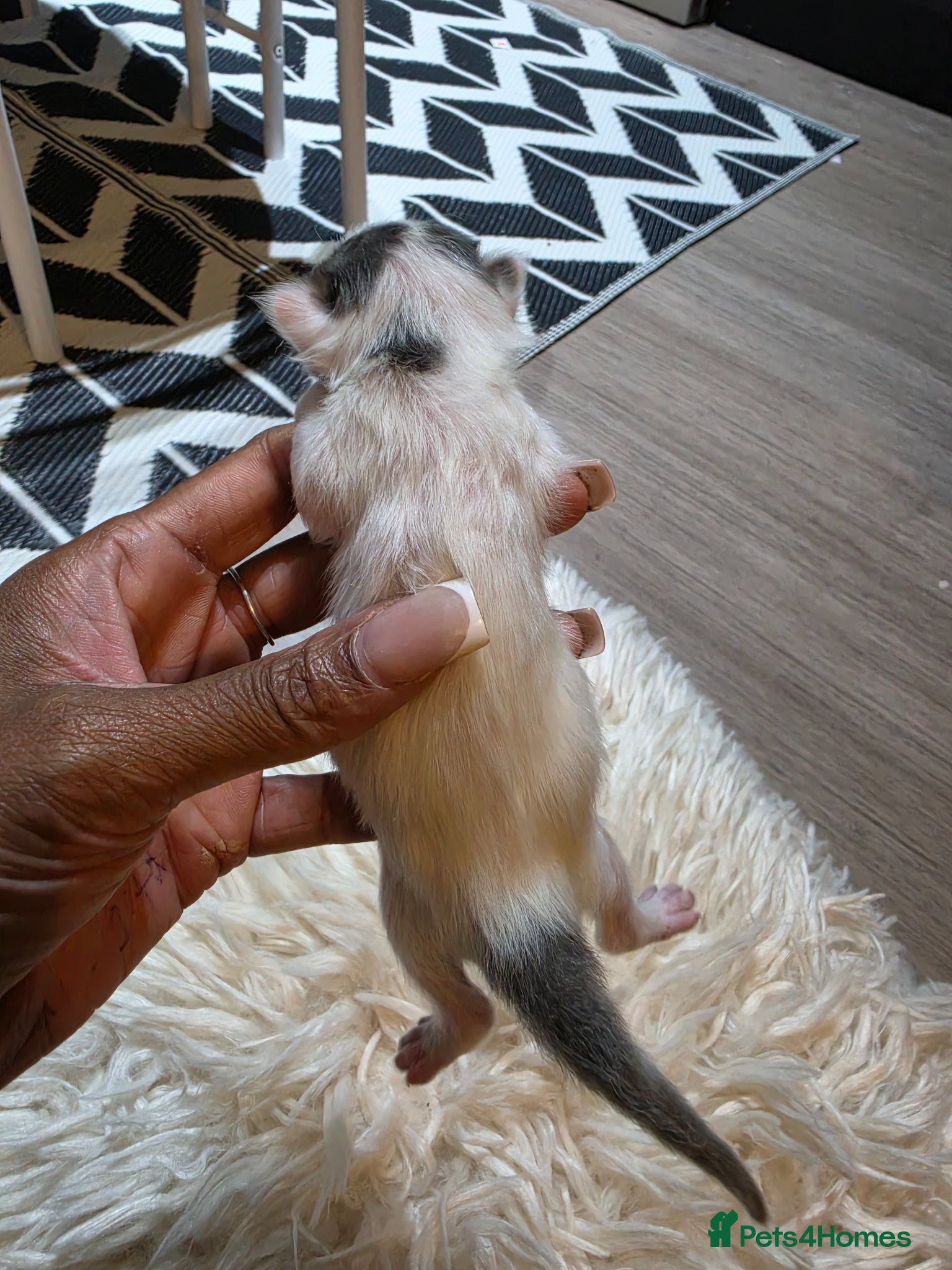 Persian cats for sale: Beautiful Persian Mix Kittens - Advert 15