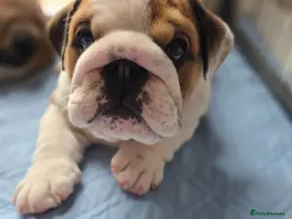 English Bulldog dogs 🐾 Last girl available ready next week x - Advert 1