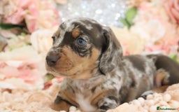 Miniature Dachshund dogs for sale: KC Registered Miniature Dachshund Puppies - Image 22