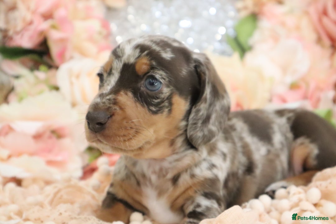 Miniature Dachshund dogs for sale: KC Registered Miniature Dachshund Puppies - Image 22