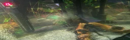 Cichlids fish for sale: 5 x frontosas with tank and full set up - Advert 3