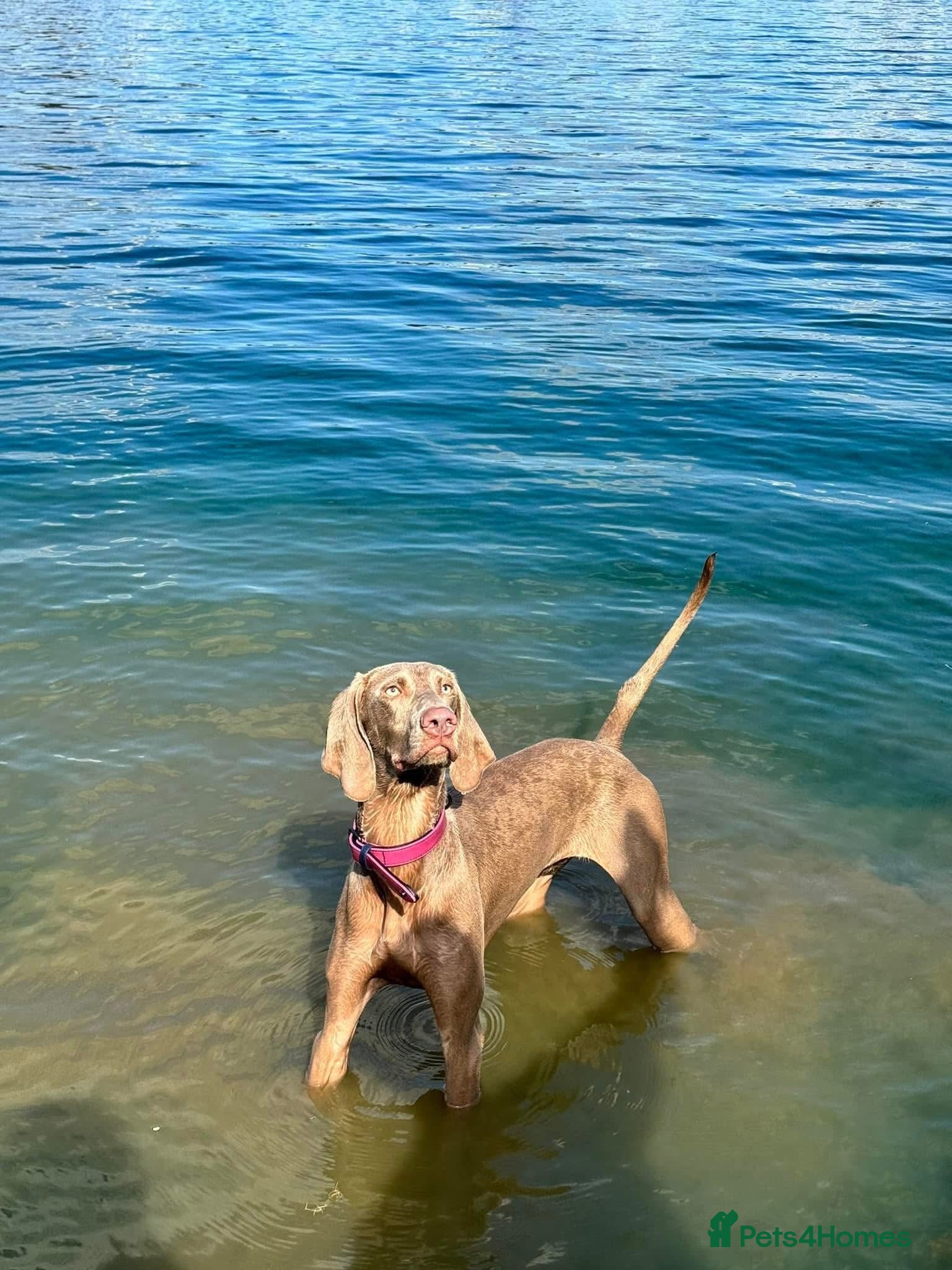 Weimaraner dogs KC Registered Weimaraner champion line puppies - Advert 11