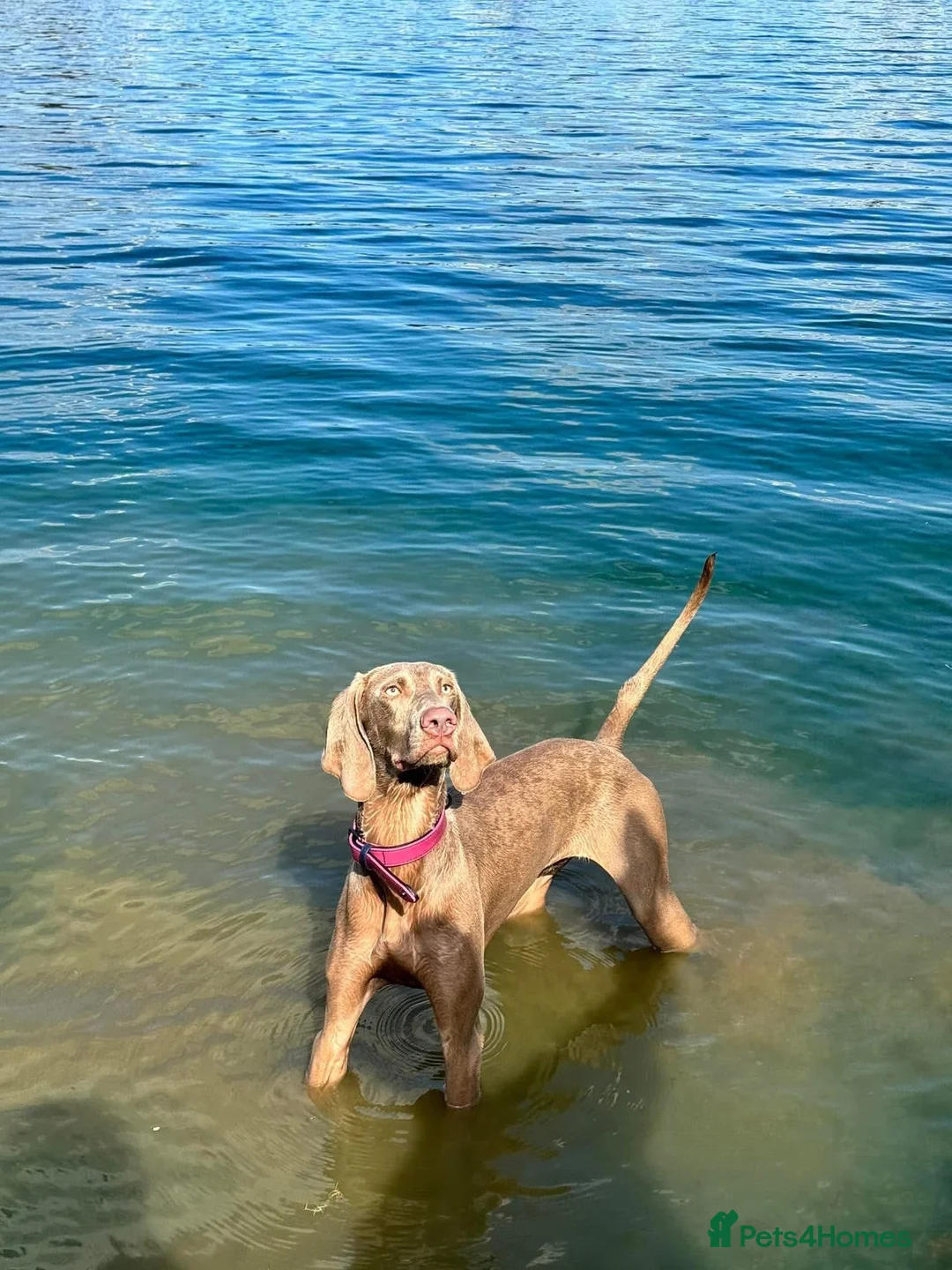 Weimaraner dogs for sale: KC Registered Weimaraner champion line puppies - Advert 1