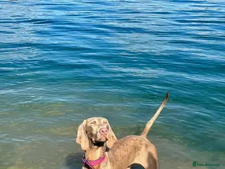 Weimaraner dogs KC Registered Weimaraner champion line puppies - Advert 11