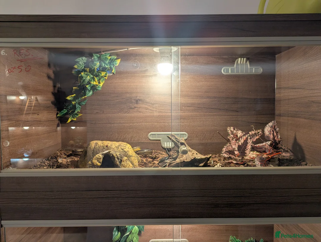 Corn Snake reptiles for sale: Corn snake - Advert 2