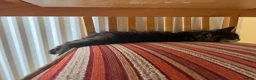 Domestic Shorthair cats for adoption: 2x gorgeous female rescue kittens need homes - Advert 11