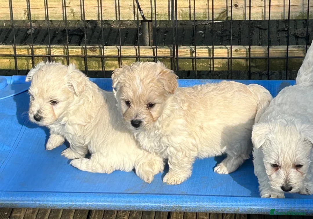 Westiepoo dogs for sale: Westiepoo - Advert 1