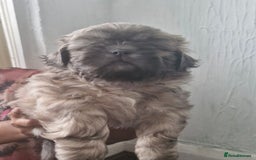 Shih Tzu dogs for sale: Cute Imperial Shih tzu puppies for sale - Image 8