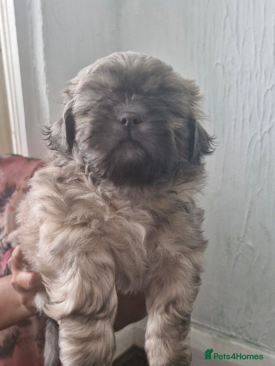 Shih Tzu dogs for sale: Cute Imperial Shih tzu puppies for sale - Image 8
