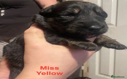German Shepherd dogs for sale: Straight-topline German Shepherd puppies - Image 18