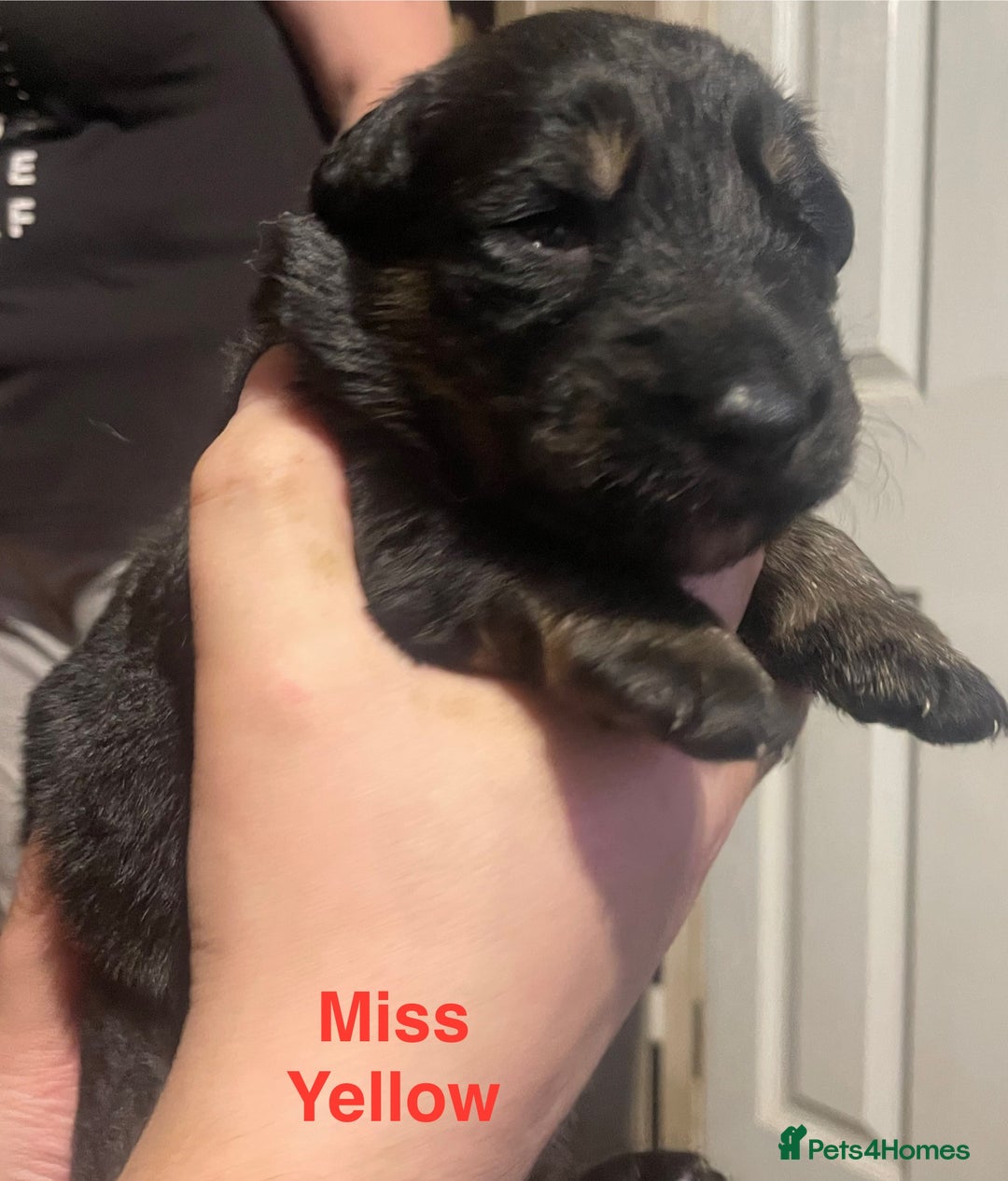 German Shepherd dogs for sale: Straight-topline German Shepherd puppies - Image 18