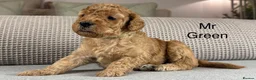 Double Doodle dogs for sale: A REALLY EXCITING MIX OF BREEDS. GORGEOUS!!! - Advert 7
