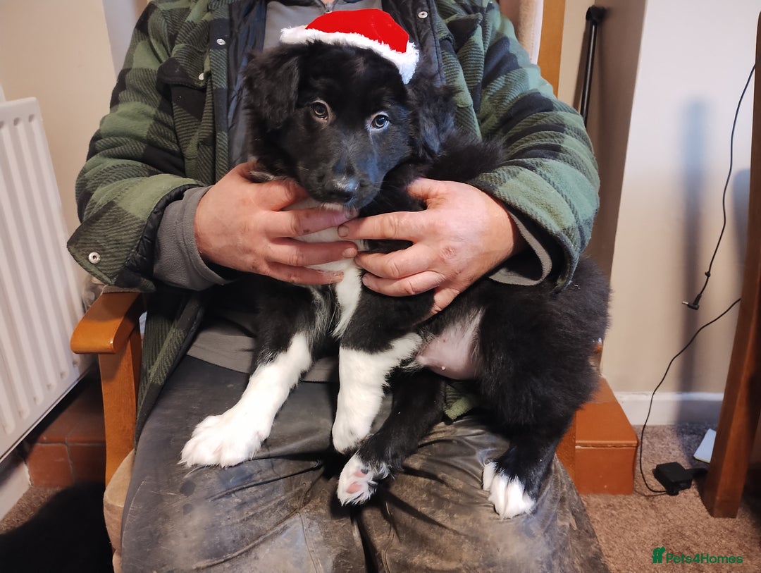 Border Collie dogs for sale: Border Collie Puppies Top Quality! - Advert 8