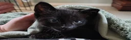 Mixed Breed cats for sale: Black kittens  - Advert 7