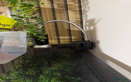 Gecko reptiles for sale: Crested gecko and equipment ready for new home!!  - Image 4