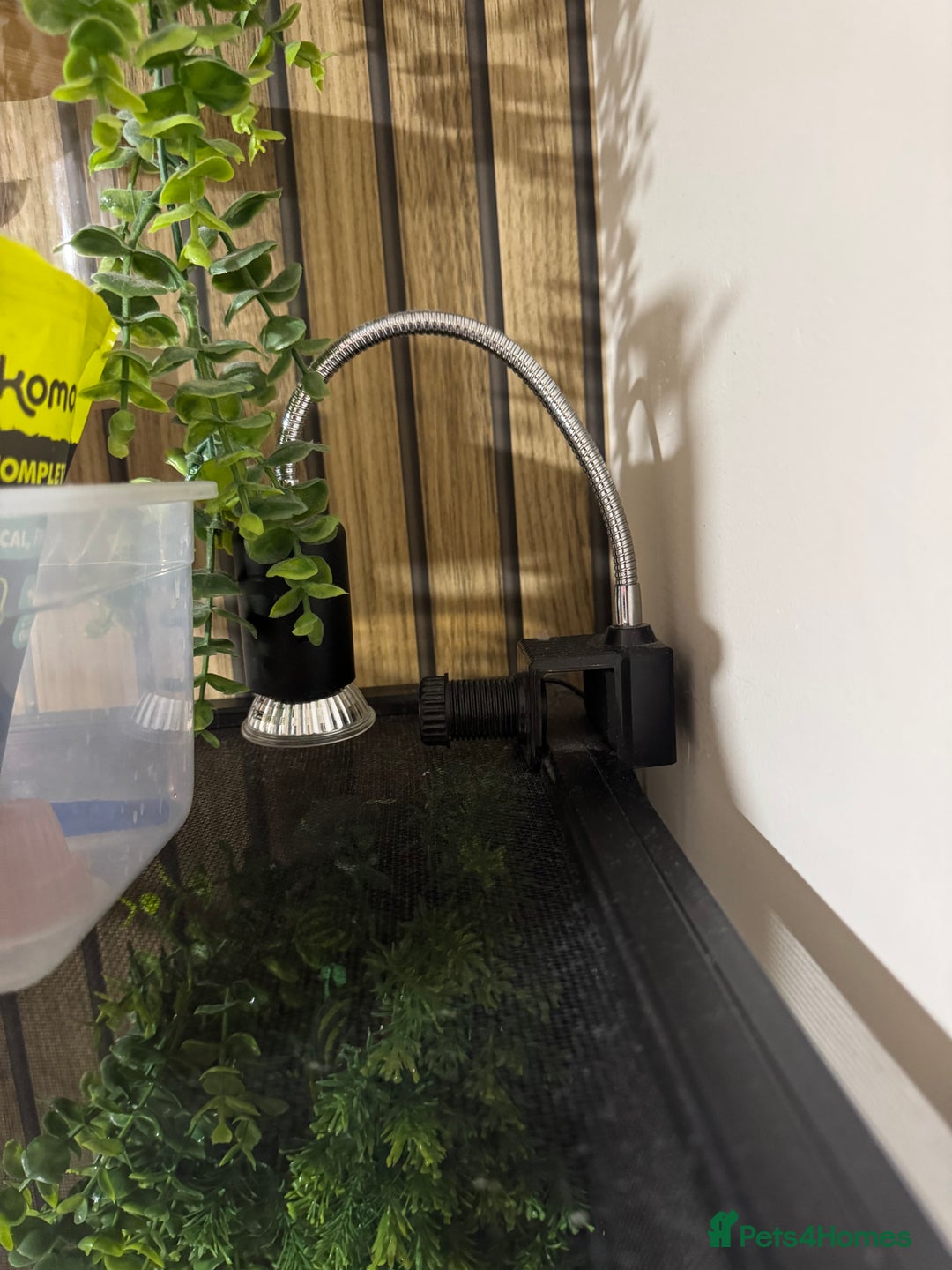 Gecko reptiles for sale: Crested gecko and equipment ready for new home!!  - Image 4