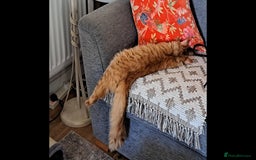 British Longhair cats for sale: Long/medium hair ginger male  - Image 2