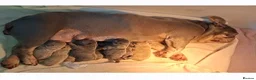 French Bulldog dogs for sale: Isabella French Bulldogs Ready Now  - Advert 11
